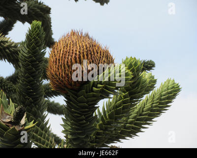 Araucaria araucana, auch bekannt als Affenpuzzle, ist eine in Südamerika heimische Art. Der Baum ist bekannt für seine einzigartigen, stacheligen Blätter und großen Kegel. Es handelt sich um eine langsam wachsende immergrüne Konifer. Stockfoto