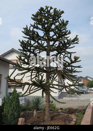 Araucaria araucana, auch bekannt als Affen-Puzzle-Baum, ist in Chile und Argentinien beheimatet. Dieser immergrüne Baum ist bekannt für sein einzigartiges, stacheliges Laub und wird oft als Zierbaum gepflanzt. Stockfoto
