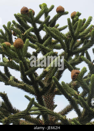 Araucaria araucana, auch bekannt als Monkey Puzzle Tree, fotografiert am 7. September 2013. Dieser immergrüne Baum ist in Chile und Argentinien beheimatet und zeichnet sich durch sein einzigartiges Aussehen und seine Kälteschonung aus. Stockfoto