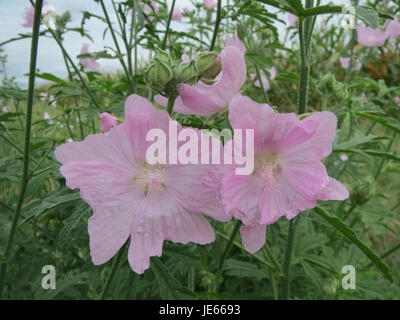 Ein Foto von Malva moschata, allgemein bekannt als Moschusmalve, zeigt seine Blumen und charakteristischen Pflanzenmerkmale. Stockfoto