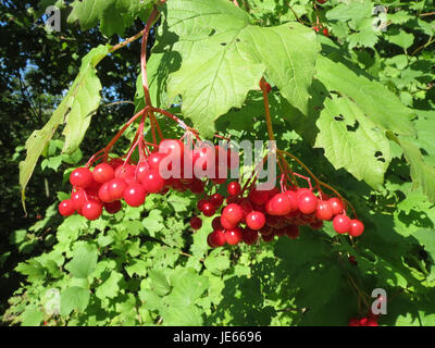 Viburnum opulus, auch bekannt als Europäischer Preiselbeerstrauch oder Gelderrose, ist ein Laubstrauch aus Europa und Asien. Es ist bekannt für seine weißen Blüten und roten Beeren, die oft in der traditionellen Medizin und im Landschaftsbau verwendet werden. Stockfoto