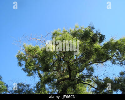 Eine Fotografie von Styphnolobium japonicum, allgemein bekannt als japanischer Pagode-Baum. Diese Art ist bekannt für ihre einzigartigen Blüten und ihre große Größe. Stockfoto