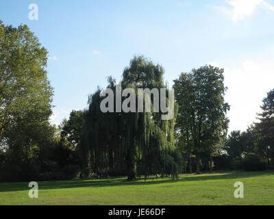 Dieses Bild zeigt eine Trauerweide in Speyer. Die herabhängenden Äste und die anmutige Form des Baumes machen ihn zu einem Symbol der Ruhe und Widerstandsfähigkeit in der Landschaft. Stockfoto