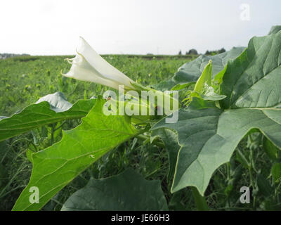 Datura stramonium, auch bekannt als Jimsonweed, ist eine toxische Pflanzenart, die für ihre großen, trompetenförmigen Blüten und ihre halluzinogenen Eigenschaften bekannt ist. Es kommt oft in gestörten Böden vor und gilt als schädliches Unkraut. Stockfoto