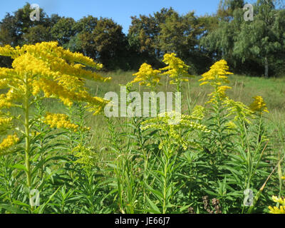 Solidago canadensis, auch bekannt als Canada goldenrod, wurde am 22. September 2013 beobachtet. Eine blühende Pflanze aus Nordamerika, bekannt für ihre hellgelben Blüten und ihre ökologische Bedeutung. Stockfoto