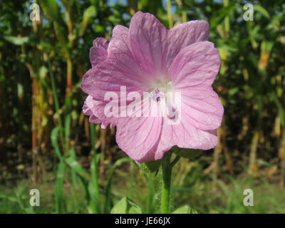 Dieses Bild zeigt eine Nahaufnahme der Malva moschata, auch bekannt als Moschusmalve, die ihre zarten Blüten und Blätter zeigt, die typischerweise in wilden oder kultivierten Gebieten zu finden sind. Stockfoto