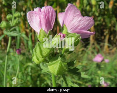 *Malva moschata*, bekannt als Moschusmalve, ist eine blühende Pflanze aus der Familie der Malvaceae, die in Europa und Asien beheimatet ist und für ihre rosafarbenen Blüten und ihren angenehmen Duft bekannt ist. Stockfoto