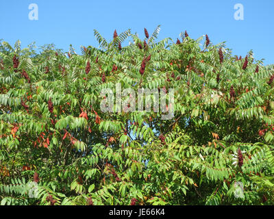Rhus typhina, auch bekannt als Staghorn Sumac, ist ein in Nordamerika heimischer Laubstrauch. Es ist bekannt für seine leuchtenden roten Beeren und großen Blattschichten, die häufig in Landschaftsgärten und als Zierpflanzen in Gärten verwendet werden. Stockfoto
