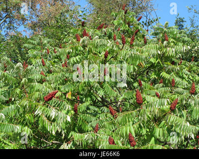 *Rhus typhina*, auch bekannt als Staghorn Sumac, ist ein in Nordamerika heimischer Laubstrauch. Sie produziert auffällige rote Obstgruppen und lebhaftes Herbstlaub, was sie zu einer beliebten Zierpflanze in Landschaften macht. Stockfoto