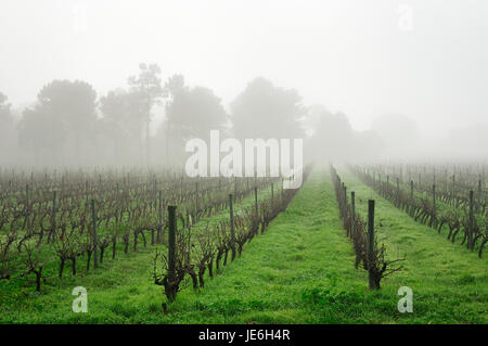 Weinberge im Nebel. Palmela, Portugal Stockfoto