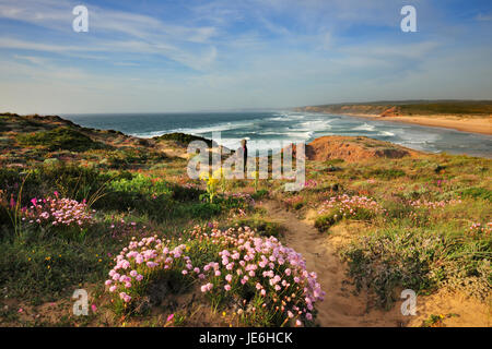 Armeria Pungens Blüte. Bordeira, Algarve. Sudoeste Alentejano und Naturpark Costa Vicentina, die wildesten Atlantikküste in Europa. Portugal Stockfoto