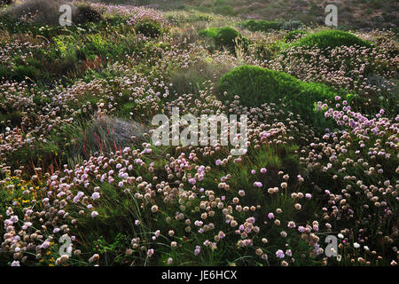 Armeria Pungens Blüte. Bordeira, Algarve. Sudoeste Alentejano und Naturpark Costa Vicentina, die wildesten Atlantikküste in Europa. Portugal Stockfoto