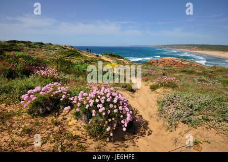 Armeria Pungens Blüte. Bordeira, Algarve. Sudoeste Alentejano und Naturpark Costa Vicentina, die wildesten Atlantikküste in Europa. Portugal Stockfoto