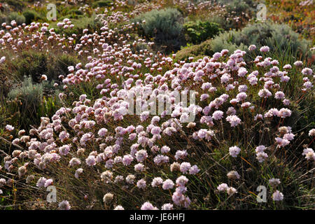 Armeria Pungens Blüte. Bordeira, Algarve. Sudoeste Alentejano und Naturpark Costa Vicentina, die wildesten Atlantikküste in Europa. Portugal Stockfoto