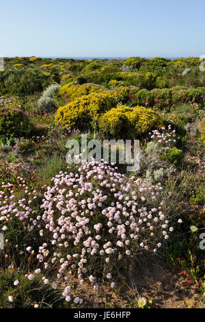 Armeria Pungens Blüte. Bordeira, Algarve. Sudoeste Alentejano und Naturpark Costa Vicentina, die wildesten Atlantikküste in Europa. Portugal Stockfoto