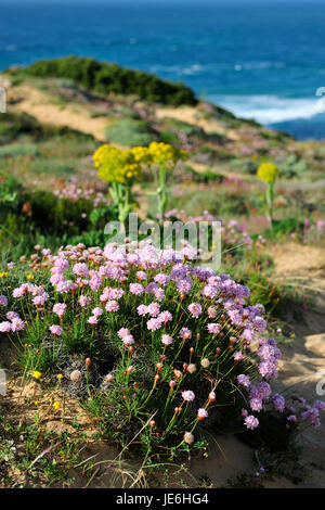 Armeria Pungens Blüte. Bordeira, Algarve. Sudoeste Alentejano und Naturpark Costa Vicentina, die wildesten Atlantikküste in Europa. Portugal Stockfoto