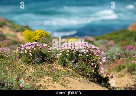 Armeria Pungens Blüte. Bordeira, Algarve. Sudoeste Alentejano und Naturpark Costa Vicentina, die wildesten Atlantikküste in Europa. Portugal Stockfoto