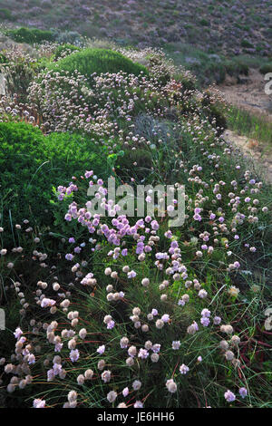 Armeria Pungens Blüte. Bordeira, Algarve. Sudoeste Alentejano und Naturpark Costa Vicentina, die wildesten Atlantikküste in Europa. Portugal Stockfoto