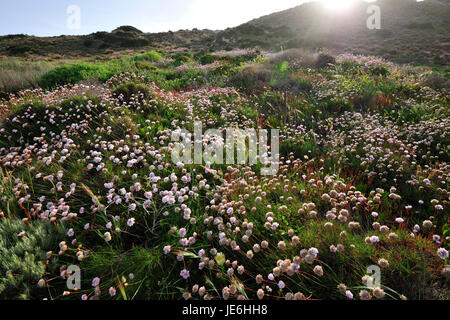 Armeria Pungens Blüte. Bordeira, Algarve. Sudoeste Alentejano und Naturpark Costa Vicentina, die wildesten Atlantikküste in Europa. Portugal Stockfoto