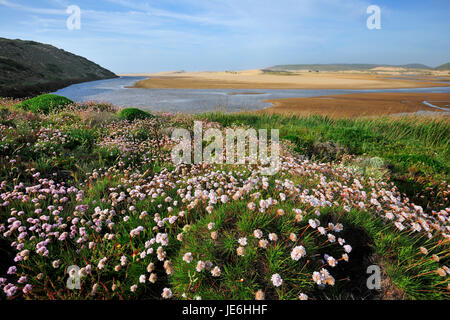 Armeria Pungens Blüte. Bordeira, Algarve. Sudoeste Alentejano und Naturpark Costa Vicentina, die wildesten Atlantikküste in Europa. Portugal Stockfoto