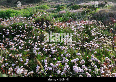 Armeria Pungens Blüte. Bordeira, Algarve. Sudoeste Alentejano und Naturpark Costa Vicentina, die wildesten Atlantikküste in Europa. Portugal Stockfoto