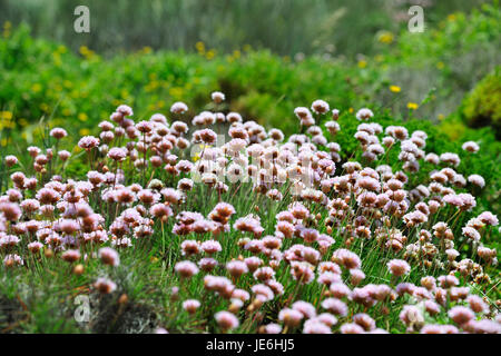 Armeria Pungens Blüte. Bordeira, Algarve. Sudoeste Alentejano und Naturpark Costa Vicentina, die wildesten Atlantikküste in Europa. Portugal Stockfoto