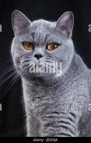 Porträt einer graue Britisch Kurzhaar Katze auf einem schwarzen Hintergrund closeup Stockfoto