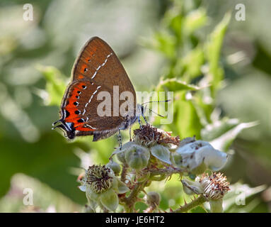 Schwarz-Zipfelfalter Nectaring an Brombeere Blüte. Glapthorn Kuh Weiden, Northamptonshire, England. Stockfoto