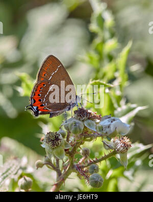 Schwarz-Zipfelfalter Nectaring an Brombeere Blüte. Glapthorn Kuh Weiden, Northamptonshire, England. Stockfoto