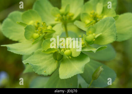 Euphorbia helioscopia Stockfoto