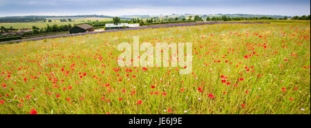 Eine Wildblumenwiese in den Cotswolds, England Stockfoto