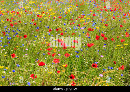 Eine Wildblumenwiese in den Cotswolds, England Stockfoto