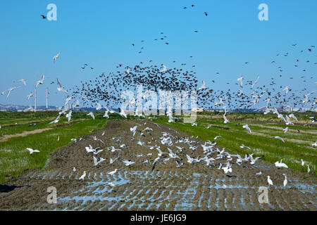 Eine riesige Herde von Sichler (Plegadis Falcinellus), Ibis Preto, fliegen über einem Reisfeld im Naturreservat Sado-Mündung. Comporta, Portugal Stockfoto