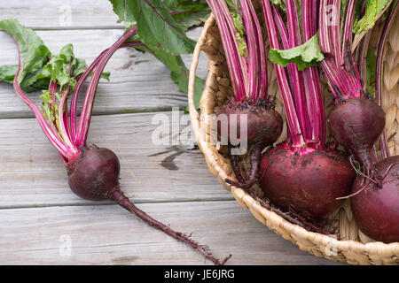 Closeup-frischen Rüben aus dem Garten mit kräftigen roten Farben auf den Weg durch die grünen Blätter - gesunde Bauernhof zu Tisch essen Stockfoto