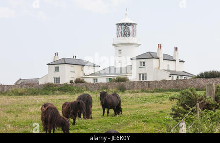 Shetland Pony, Ponys, auf Caldey, unitarischen, Island, Caldey Island,monastic,monastery,Cistercian,monks,off,Tenby,Pembrokeshire,West,Wales,U.K.,U.K.,GB,Europe, Stockfoto