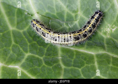 Großer weißer Schmetterling, Raupe Larven Stockfoto