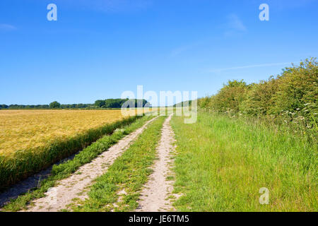 eine Reife goldene Gerste Ernte mit einem Feldweg und Hecken in der malerischen Yorkshire Wolds unter blauem Himmel im Sommer Stockfoto