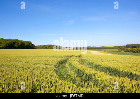 eine Reife Weizenernte mit Wald-Bäume und Hecken in der malerischen Yorkshire Wolds unter blauem Himmel im Sommer Stockfoto