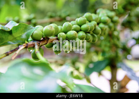 Grüne Gruppe Zeile Früchte der Kaffee-Beere auf einen Baum und Wassertropfen nach Regen Stockfoto
