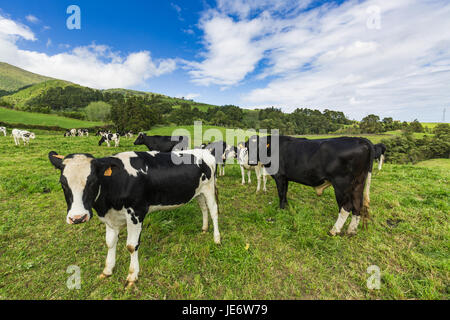 Noch grüne Weiden auf der Insel Sao Miguel. Sao Miguel ist Teil des Azoren-Archipels im Atlantischen Ozean. Stockfoto