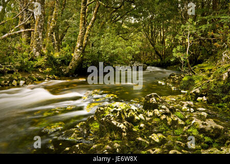 Australien, Tasmanien, Rundweg, Cradle Mountain, Nationalparks, Regenwald, Stockfoto