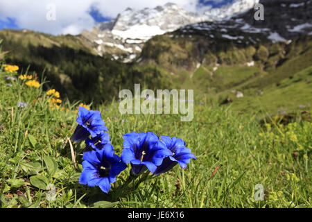 Österreich, Tirol, Karwendelgebirges, enges Tal, Enzian ohne Stiel, Gentiana Clusii, Stockfoto