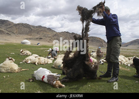 Mongolei, extreme West Provinz, Provinz Bayan Ölgii, Tsambagarav Nationalpark, Kasachen, Support, Nomad, Schafe scheren, Stockfoto