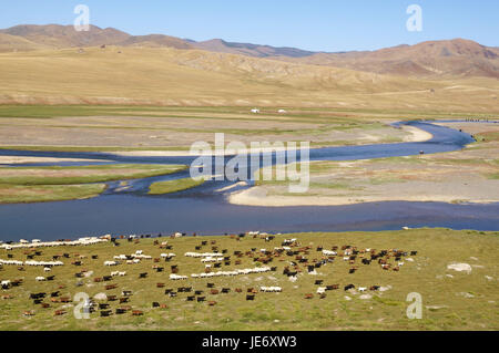 Mongolei, Zentralasien, Ovorkhangai Provinz, historische Orkhon-Tal, UNESCO-Welterbe, Orkhon Fluss, Schafherde, Weide, Stockfoto