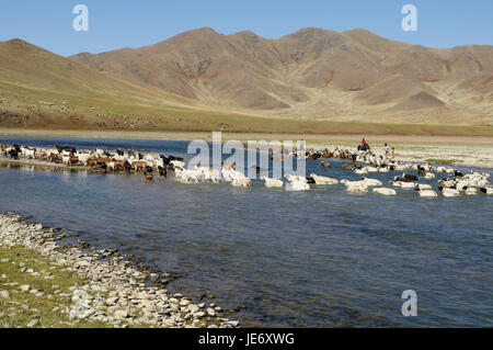 Mongolei, Zentralasien, Ovorkhangai Provinz, historische Orkhon-Tal, UNESCO-Welterbe, Orkhon Fluß, Herde von Schafen, Stockfoto