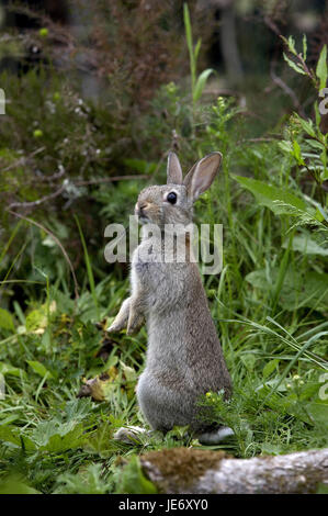 Wildkaninchen Oryctolagus Cuniculus, Jungtier, Normandie, Stockfoto