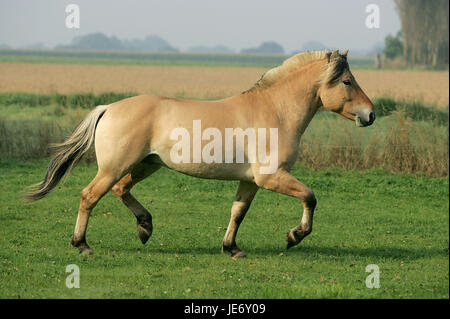 Norwegischer Fjord Pferd, Stute, Fohlen, Galopp, Weide, Stockfoto