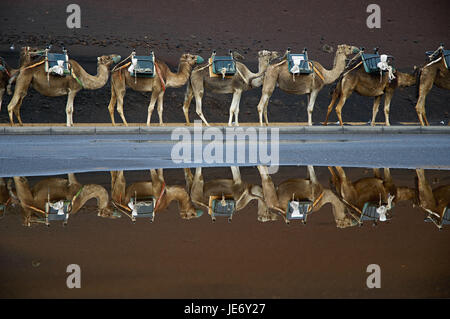 Spanien, Kanarische Inseln, Lanzarote, Nationalpark Timanfaya, Kamele, Ausflugsziel für Touristen, Stockfoto