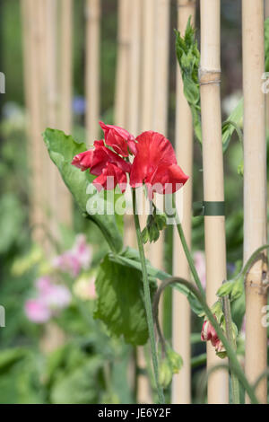 Platterbse man. Sweet Pea "Hannah Magovern" Blumen mit Bambusstöcke in einem englischen Garten unterstützt. UK Stockfoto