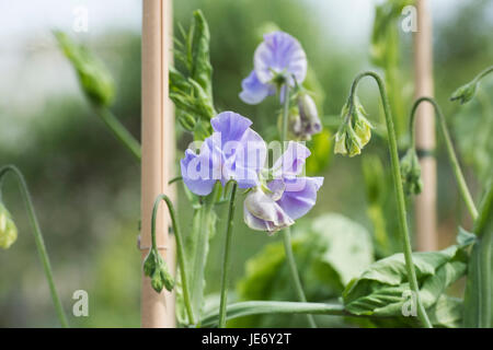 Platterbse man.  Sweet Pea "Unser Harry" Blumen mit Bambusstöcke in einem englischen Garten unterstützt. UK Stockfoto